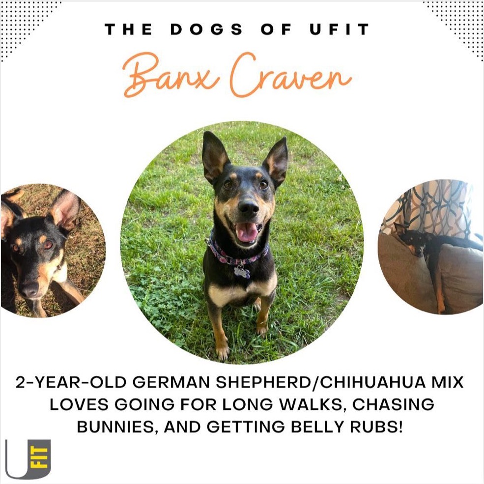 Banx Craven, a two-year-old German shepherd and Chihuahua mix who loves long walks, chasing bunnies, and belly rubs