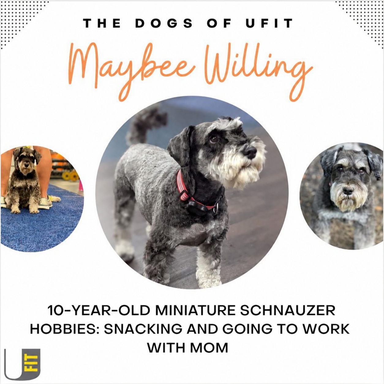 Maybee Willing, a ten-year-old miniature schnauzer who enjoys snacking and going to work with mom