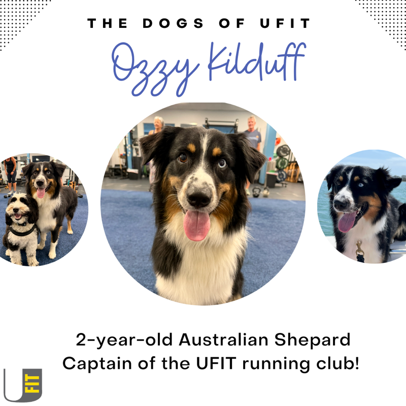 Ozzy Kilduff, a two-year-old Australian shepherd and captain of the UFIT running club
