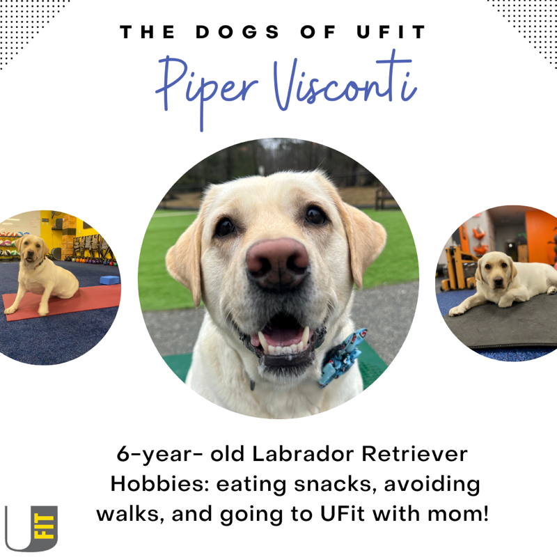 Piper Visconti, a six-year-old Labrador retriever whose hobbies include eating snacks, avoiding walks, and going to UFit with mom