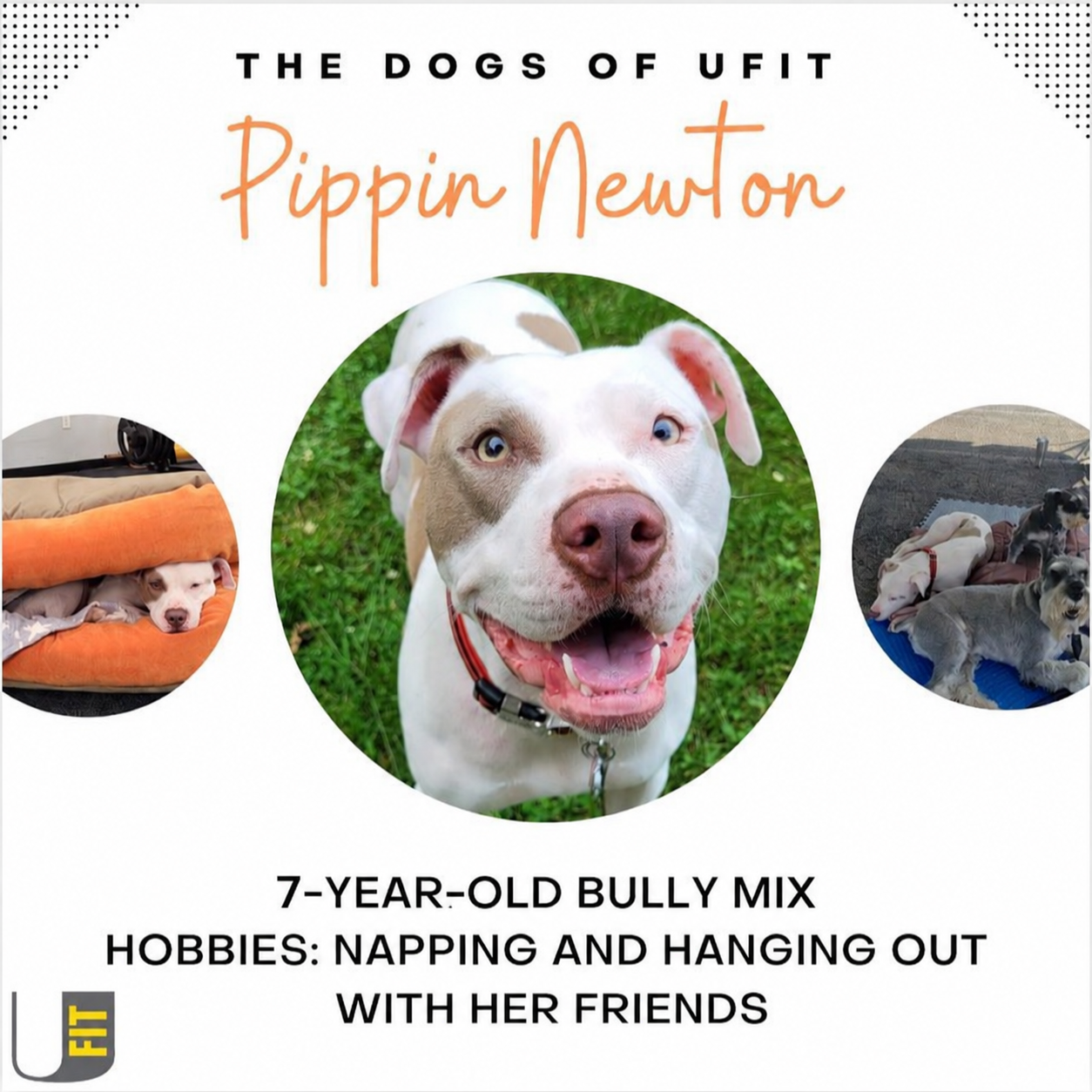 Pippin Newton, a seven-year-old bully mix who enjoys napping and hanging out with her friends