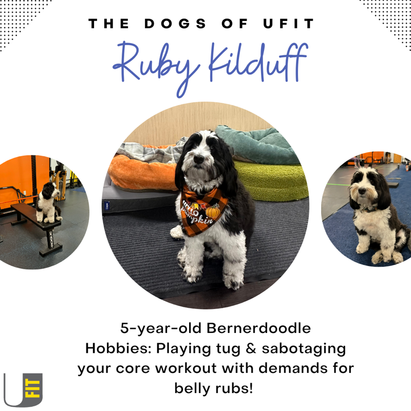 Ruby Kilduff, a five-year-old Bernedoodle whose hobbies include playing tug and sabotaging your core workout with demands for belly rubs